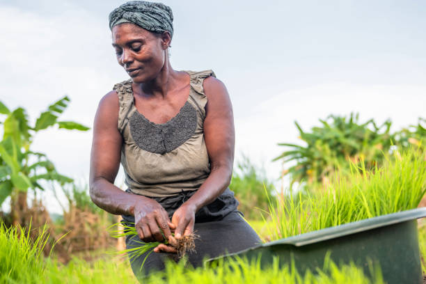 istock african woman planting rice 1169204719