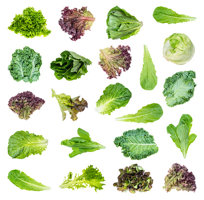 set of various fresh lettuces and kale cut out on white background