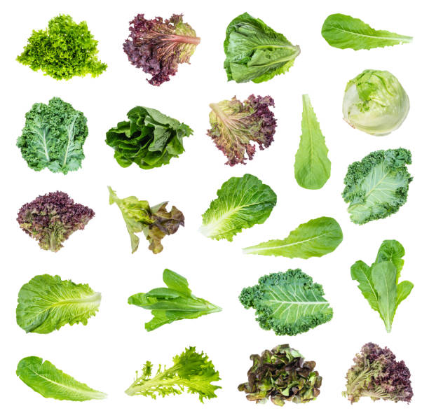 set of various fresh lettuces and kale cutout set of various fresh lettuces and kale cut out on white background Romaine stock pictures, royalty-free photos & images