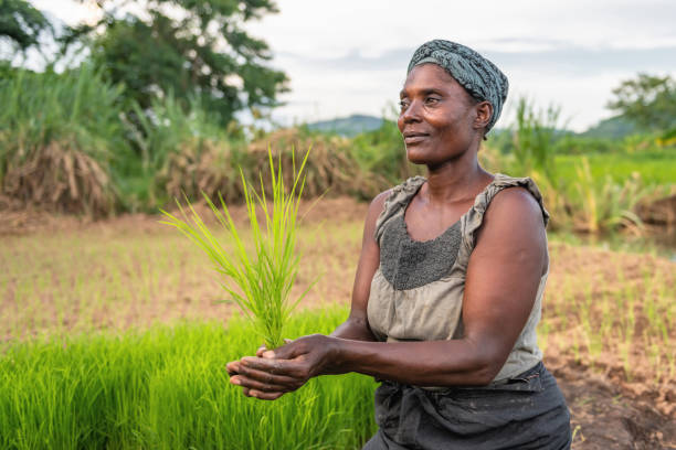 istock african woman planting rice 1169204789