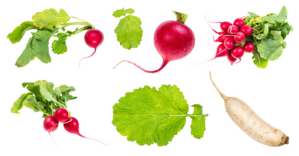 ensemble de radis frais découpé sur le blanc - radish bunch red vegetable photos et images de collection