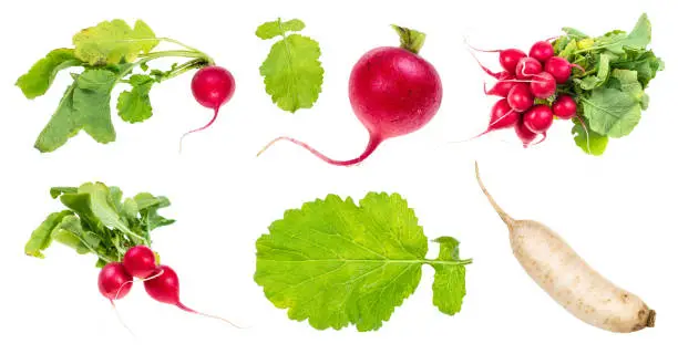 set of fresh radish cut out on white background