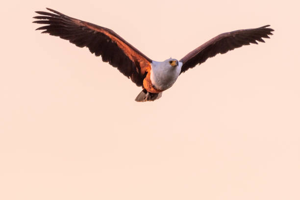 istock Big african fish eagle in the okawango delta of Botswana 1169205164