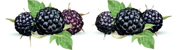 ilustrações, clipart, desenhos animados e ícones de amora-preta fresca isolada no fundo branco. framboesa preta madura da coleção com leaft verde. fim da baga do verão acima. ilustração do vetor. - blackberry fruit mulberry isolated