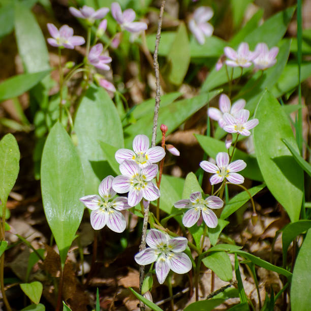 istock Spring Beauty, Claytonia virginica 1169206379