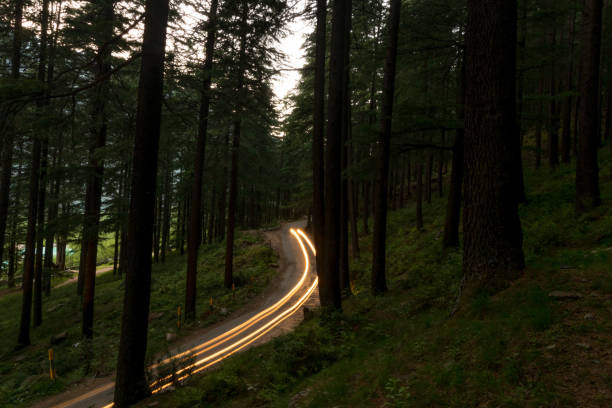 Curving light trails through a wooded road Curving light trails through a wooded road in himalayas cedrus deodara stock pictures, royalty-free photos & images