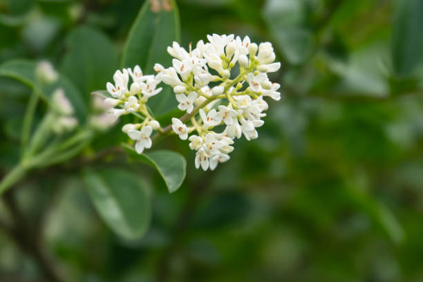 istock Privet Flowers in Bloom in Springtime 1169207934