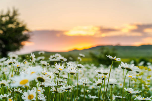 istock wild daisies at sunset 1169210222