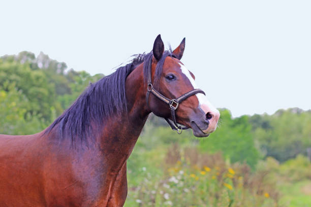 istock beautiful brown horse 1169210263
