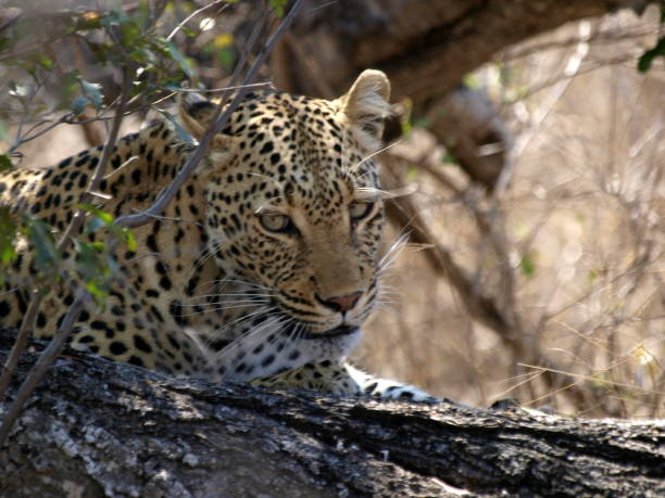 istock Leopard with his kill, Kruger National Park, South Africa 1169211038
