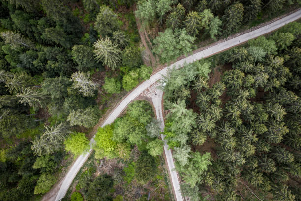 istock Forest in Rheingau 1169212383