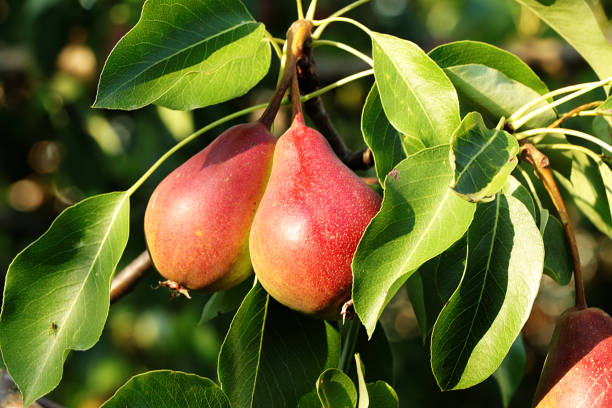 poire dans le jardin ensoleillé d'automne sur des branches d'arbre. récolte au chalet dans le village, - orchard apple orchard apple apple tree photos et images de collection