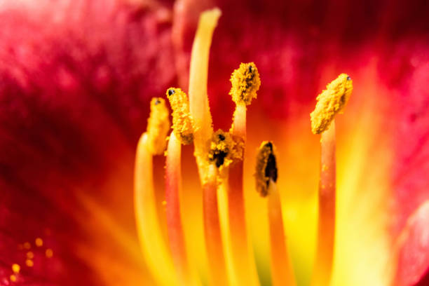 Inside of a flower