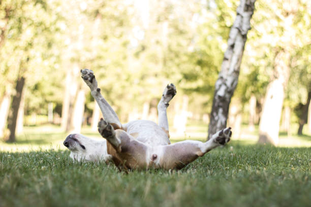istock Dog playing and laying on his back in a field 1169214336