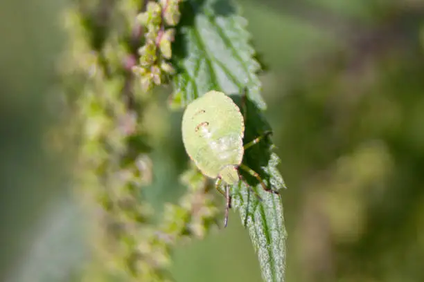 Photo of Green shield bug Palomena prasina nymph