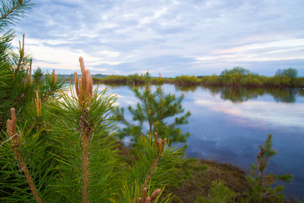 Evening landscape on the lake in the forest in the spring.