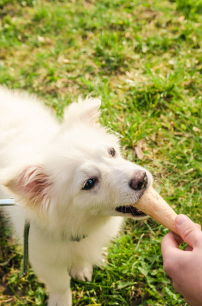 istock dog eating icecream 1169215154