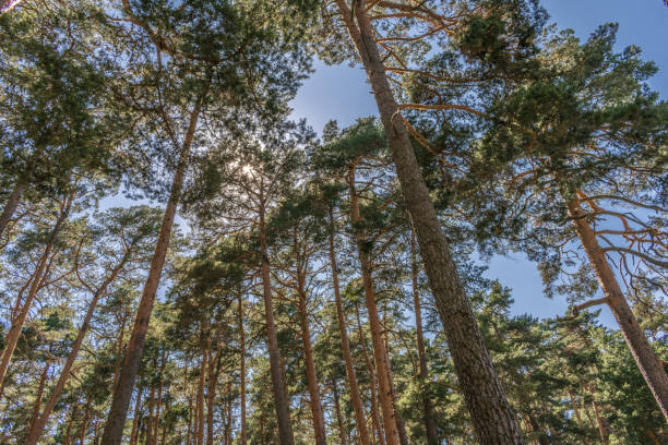 istock forest with trees in mountain landscape 1169215169