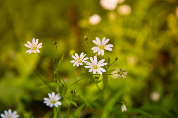 istock White flowers in the forest 1169216378