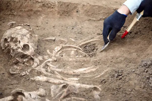 Photo of Archaeological excavations. The archaeologist in a digger process, researching the tomb, human bones, part of skeleton  in the ground. Hands with knife.