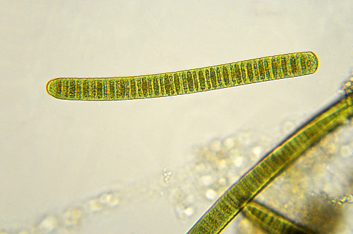 Photomicrograph of filamentous blue-green algae, Oscillatoria species. Each band along the stand is one cell. This filament is very short probably having recently parted from a longer one. Filaments are typically many times longer. This algae is mobile, it moves and twists through the water. San Francisco Bay, California, USA. Live specimen. Wet mount, 40X objective, transmitted brightfield illumination. Note - motion blur of live specimen, very shallow depth of field, chromatic aberration and uneven focus are inherent in light microscopy.