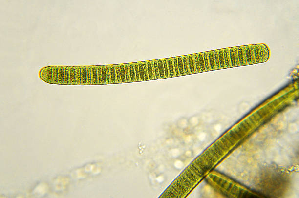 filamentous cyanobacteria, Oscillatoria species, micrograph Photomicrograph of filamentous blue-green algae, Oscillatoria species. Each band along the stand is one cell. This filament is very short probably having recently parted from a longer one. Filaments are typically many times longer. This algae is mobile, it moves and twists through the water. San Francisco Bay, California, USA. Live specimen. Wet mount, 40X objective, transmitted brightfield illumination. Note - motion blur of live specimen, very shallow depth of field, chromatic aberration and uneven focus are inherent in light microscopy. magnification high scale magnification scientific micrograph cell stock pictures, royalty-free photos & images
