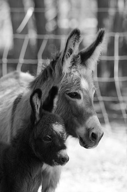 istock Donkey Family 116922407