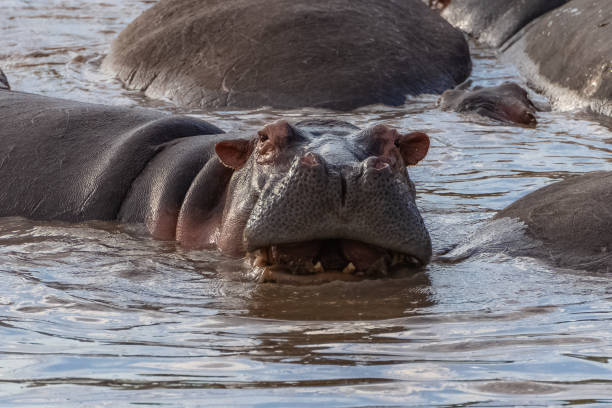 bain d'hippopotame - animal hippopotamus africa yawning photos et images de collection
