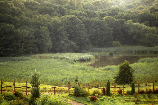 forest lake in summer