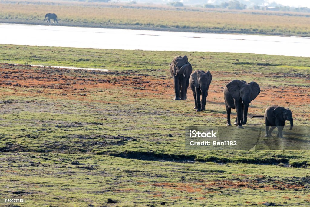 Elefants at the wetlands at the chobe river in Botswana in africa Elefants at the wetlands at the chobe river in Botswana, africa Africa Stock Photo