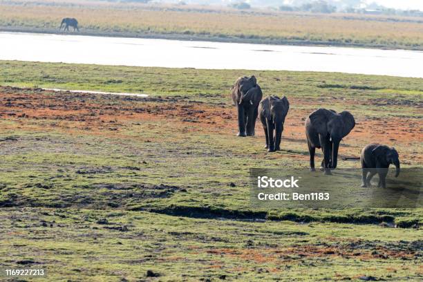 Elefants At The Wetlands At The Chobe River In Botswana In Africa Stock Photo - Download Image Now