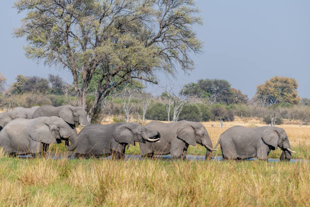 istock Elephants in moremi Game Reserve in Botswana in the okavango Delta 1169227573