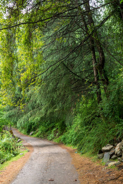 istock road in forest in himalayas 1169228598