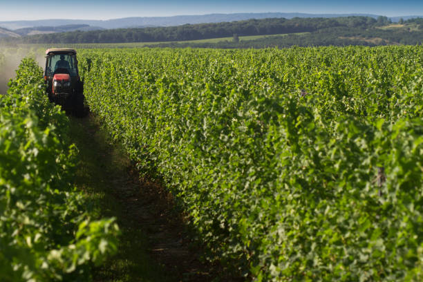 istock red tractor working in the vineyard 1169228882