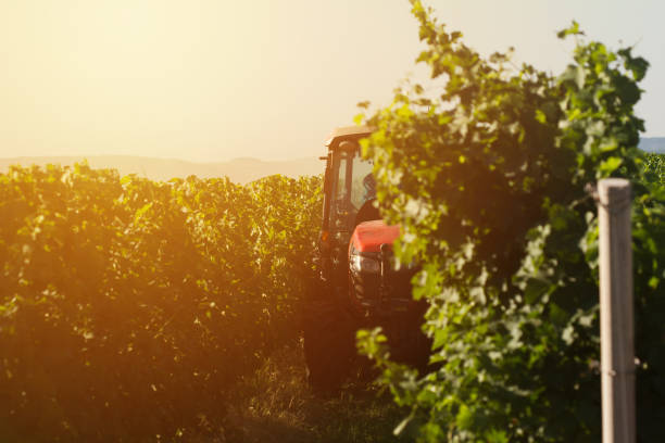 perspective view of one agriculture red tractor working in the vineyard rows in the morning light with blue sky and green hills in the background