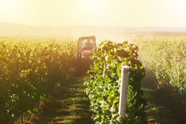 istock red tractors working in the vineyard 1169229184