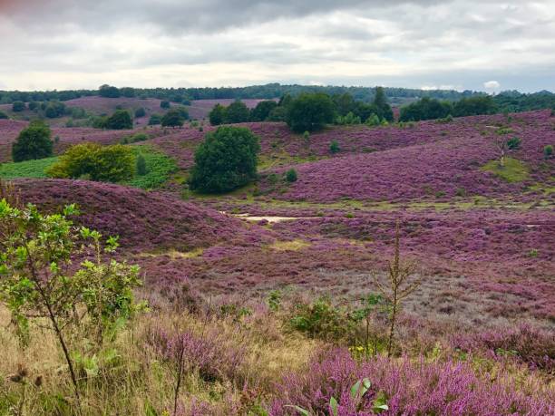 istock The heather is in bloom 1169229880