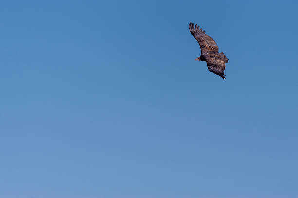 istock White-headed Vulture in Flight over Etosha 1169230231