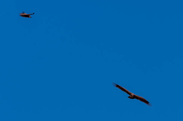istock White-headed Vulture in Flight over Etosha 1169230366