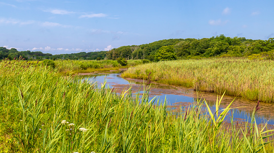 A tidal creek flows through a salt marsh  at the Barn Island Wildlife Management Area in Pawcatuck, Connecticut
