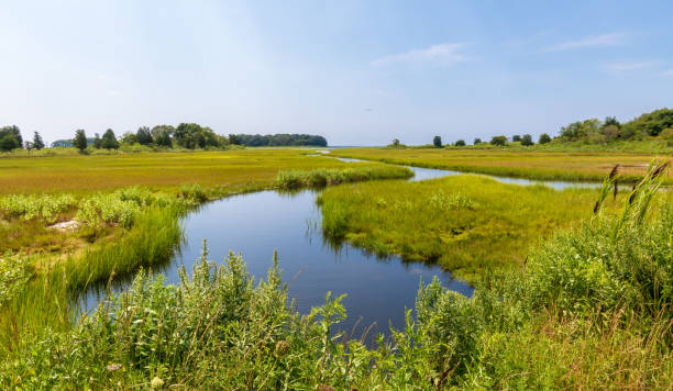 istock Tidal creek flowing through a salt marsh 1169231549