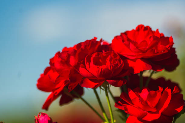 istock Red Rose flower. Nature. close up, selective focus 1169231899