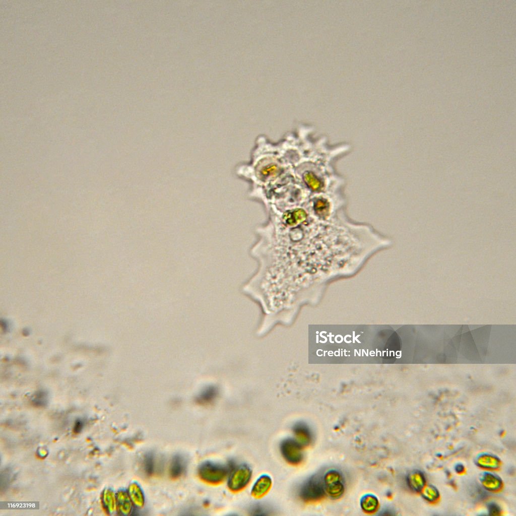 Amibe Microscopie - Photo de Amibe libre de droits