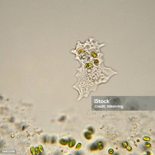 Photo libre de droit de Amibe Microscopie banque d'images et plus d'images libres de droit de Amibe - Amibe, Organisme unicellulaire, Biologie