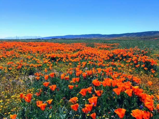istock California poppy 1169232738