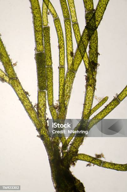 Derivación Alga Verde Cladophora Especies Micrografía Foto de stock y más banco de imágenes de Membrana celular