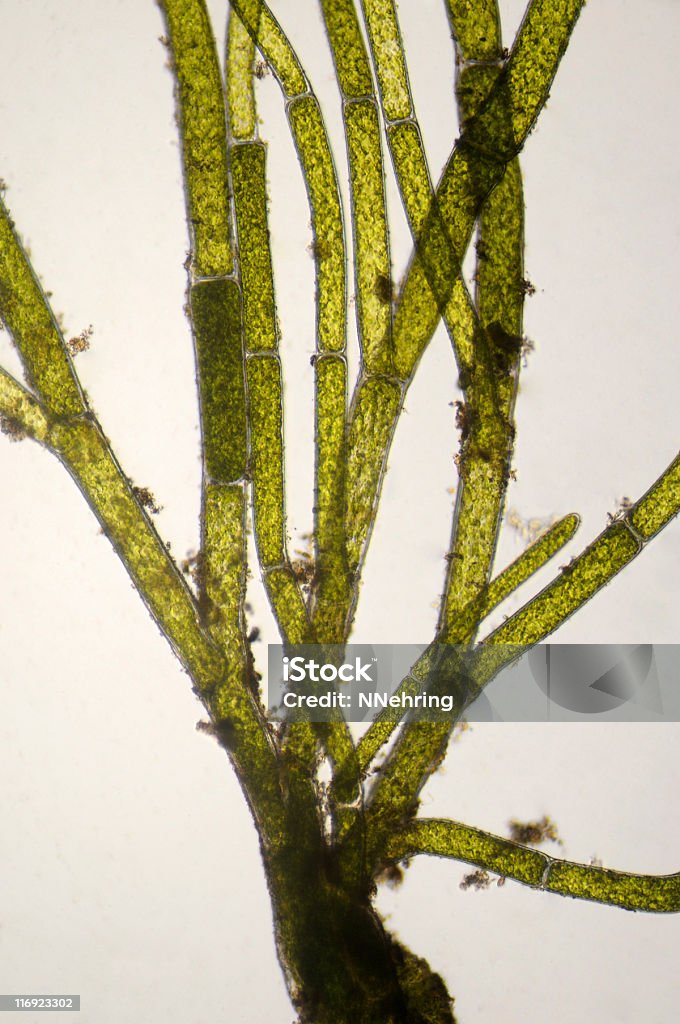 Rozgałęzienie green algae, Cladophora gatunków, elektronowy - Zbiór zdjęć royalty-free (Błona komórkowa)