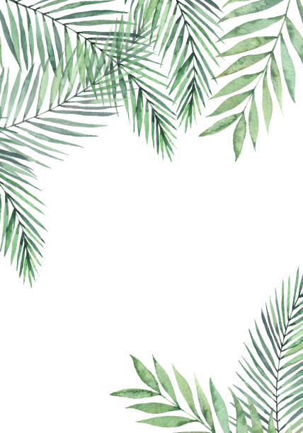 Watercolor illustration. Hello Summer. Botanical frame with palm leaves and branches. Tropical card. Floral Design elements. Perfect for wedding invitations, greeting cards, blogs, posters Watercolor illustration. Hello Summer. Botanical frame with palm leaves and branches. Tropical card. Floral Design elements. Perfect for wedding invitations, greeting cards, blogs, posters areca palm tree stock illustrations