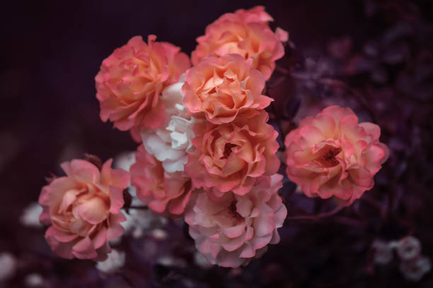 istock Beautiful blooming roses in the park. Selective soft focus, toned image. 1169234199