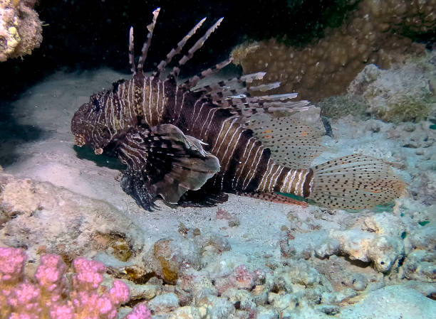 istock Common Lionfish (Pterois volitans) in the Red Sea 1169234341